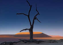 Dead Tree In The White Clay Valley Of Deadvlei In The Morning. Near The More Famous Salt Pan On Sossusvlei.