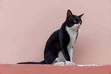 A Black And White Tuxedo Cat Sits Next To An Orange Wall And Looks Away.