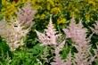 Pink astilbe in the garden at the time of flowering in the garden in the summer close-up.
