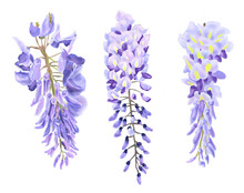Botanical Watercolor Illustration Of Wisteria Flowers. Set Of Purple Wisteria Flowers On A Horizontal White Background.
