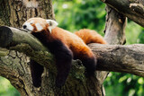 A sleepy red panda on a tree