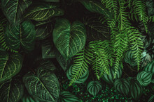 Monstera Green Leaves Or Monstera Deliciosa In Dark Tones(Monstera, Palm, Rubber Plant, Pine, Bird’s Nest Fern), Background Or Green Leafy Tropical Pine Forest Patterns For Creative Design Elements. 
