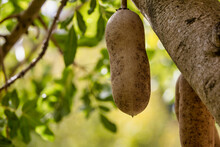 A Sausage Tree Fruit Or Kigelia Africana Hanging Down On The Ropelike Peduncle.