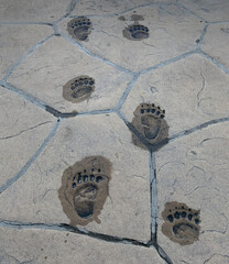 Wall Mural - Concrete stones with stamped bear paw prints.