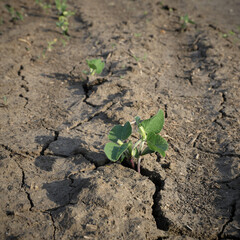 Wall Mural - Drought after flood in soy bean field with cracked land and young small plants