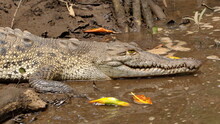 Close Up Of An American Crocodile (Crocodylus Acutus) In The Tamarindo Wildlife Refuge, Tamarindo, Costa Rica