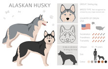 Alaskan husky clipart. Different poses, coat colors set.  Vector illustration