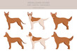Andalusian hound clipart. Different poses, coat colors set