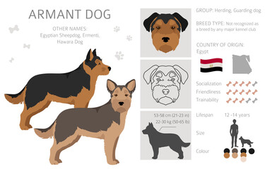 Wall Mural - Armant dog clipart. Different poses, coat colors set