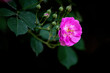 A close-up of the fuchsia rose