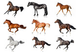 Fototapeta Konie - set of horses
