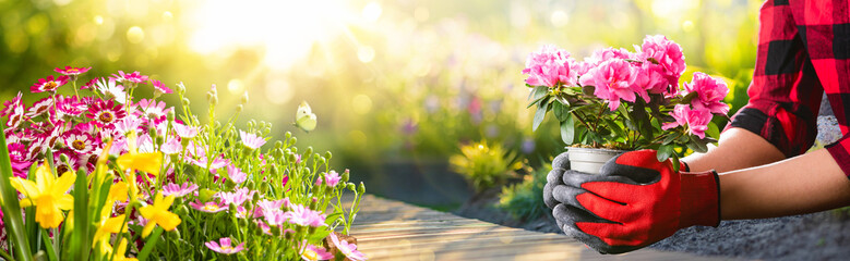 Planting Flowers In Sunny Garden. Spring Gardening Concept