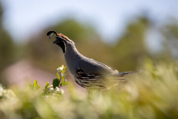 quail