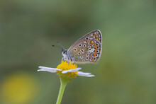 Blue-eyed Butterfly (Polyommatus Icarus) On Flower