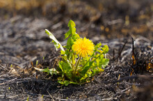 Among The Scorched Grass, A Dandelion Grew And Blossomed. Close-up