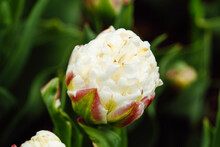 Pink White Tulip Close Up View In Garden. Double Ice Cream Tulip