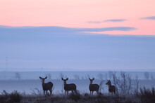 Deer In The Sunset