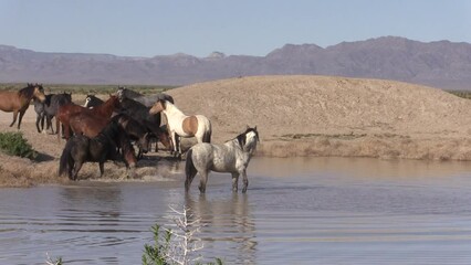 Sticker - Wild Horses at a Desert Waterhole in Utah