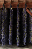 Fototapeta  - Long Bunches of Purple Lavender Hanging to Dry