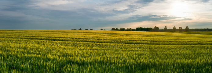 Wall Mural - Huge field of winter wheat spikelets in windy weather. There are trees on the horizon. Beautiful landscape at sunset.