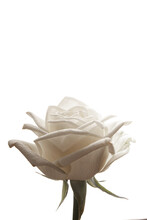 Three White Rose Buds On Isolated Background Closeup
