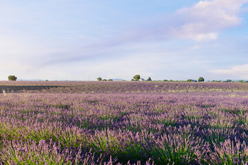 lavender field with cloudy sky