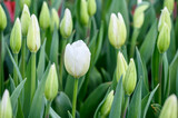 Fototapeta Tulipany - Closeup of first white tulip blooming in a field of fresh flower buds ready to open, as a nature background
