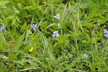 A Patch Of Blue-eyed Grass Flowers In Bloom Mid Springtime. Latin Name Sisyrinchium Augustifolium. 