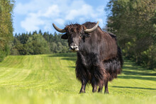 Portrait Of A Brown Yak Bull In Summer Outdoors, Bos Mutus