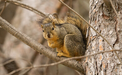 squirrel on a tree