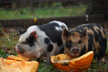 Pigs eating a pumpkin down on the farm