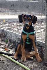 Coonhound on the farm