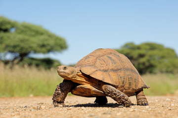Wall Mural - leopard tortoise (stigmochelys pardalis) walking in natural habitat, south africa.