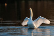 Mute swan taking off from a small pond in London	