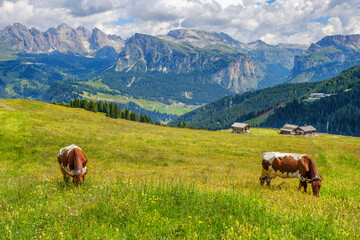 Wall Mural - Cows grazing on alps meadow in the dolomites mountains