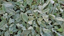 Beautiful Landcover Plant Stachys Byzantina Also Known As Lambs Ear, Woolly Hedgenettle Etc.