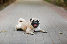 Cute Pug Is Resting On Sidewalk In Summer Heat, Dog In City With His Tongue Hanging Out