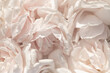 © Milou Dirks - seamless background of close up of rose petals in white and pink