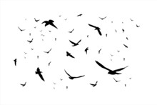 Silhouette Flying Bird Background Free Vector
