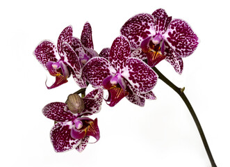 Wall Mural - Branch of a beautiful orchid on a white background