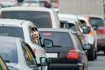 Wall Mural - Dog peeking from car window