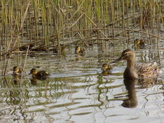 duck on the water