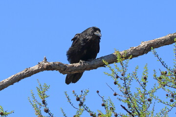 Wall Mural - Corvus corax. Common Raven sits on a tree branch