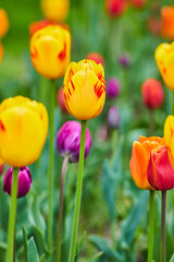 Wall Mural - Easter colors at spring tulip garden