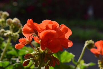 Poster - Geranium Flower