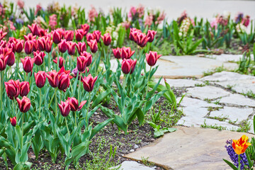 Wall Mural - Colorful spring tulips of pink and purple next to stone walkway