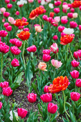 Wall Mural - Field of vibrant red and pink tulips in spring garden