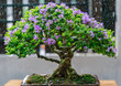 Mini bonsai tree in the flowerpot on bonsai stand a natural background