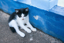 A Small Black And White Kitten Relaxing On The Side Of A Bridge.