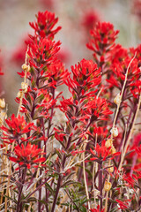 Wall Mural - Close view of colorful red flowers on plant in desert